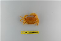 藏品(細足澤蟹)的圖片